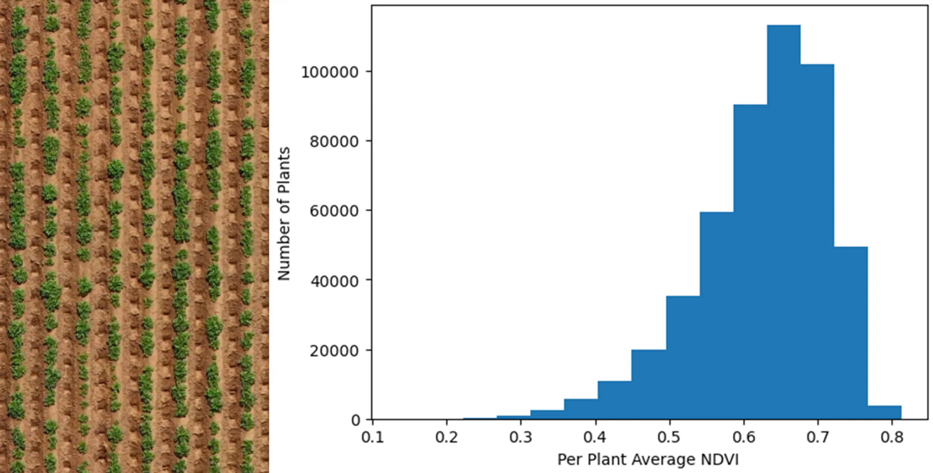Plant Counting Image